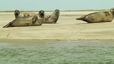 Les phoques seraient entre 450 et 7000 sur les côtes sablonneuses de la Manche.