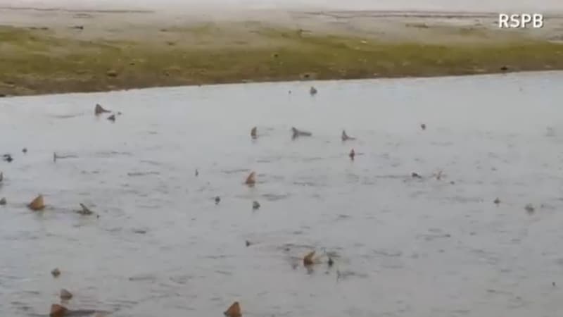 Photo des ailerons nageant en cercle dans l'étendue d'eau laissée par la marée.