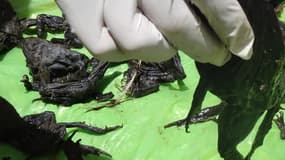 Ramassage de grenouilles mortes, au Pérou après un pic de mortalité encore inexpliqué.