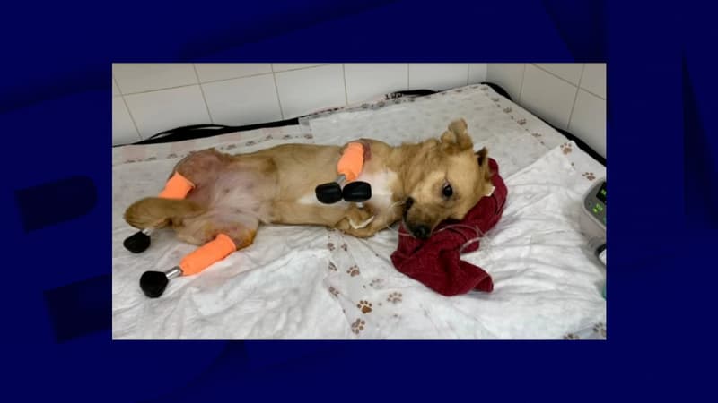Russie: un vétérinaire pose avec succès quatre pattes artificielles à une chienne martyrisée
