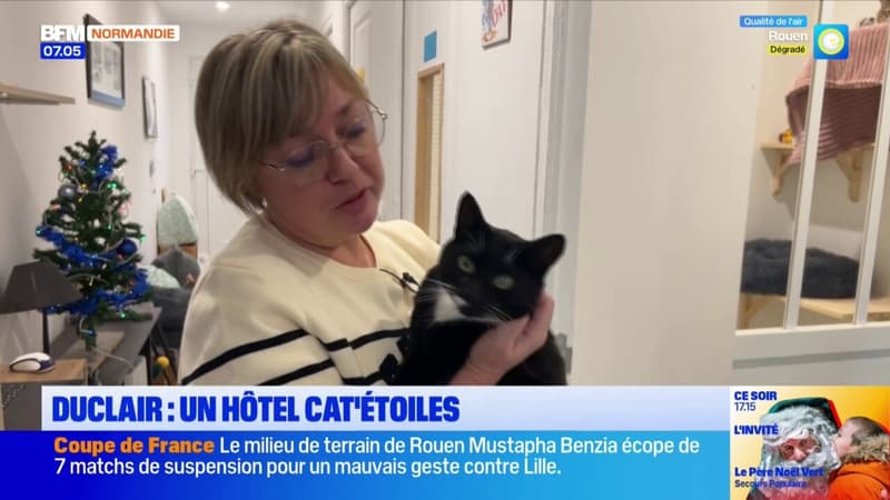 Duclair: Cat'Étoiles, l'hôtel insolite pour chats