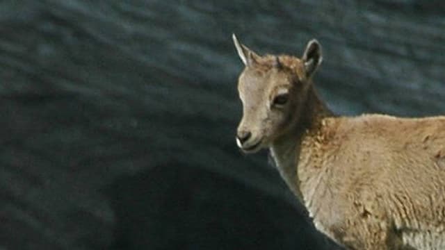 Une longue chasse à l'homme menée par les habitants au cours de laquelle un des complices perdra la vie