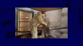 Un homme a volé le raton laveur du zoo de Kherson en Ukraine