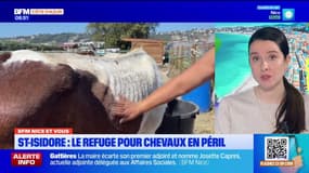 Nice: un refuge pour chevaux en péril à Saint-Isidore