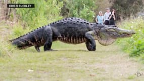 Un alligator de 4,6 mètres et 360 kg jaillit hors des buissons