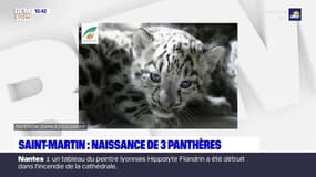 Saint-Martin-la-Plaine: naissance de trois panthères des neiges, un animal rare classé "vulnérable"