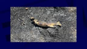 Le poisson a été retrouvé dans la broussaille incendiée, le 31 juillet 2025.