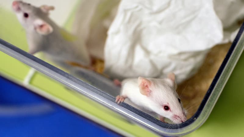 Souris de laboratoire. (illustration)