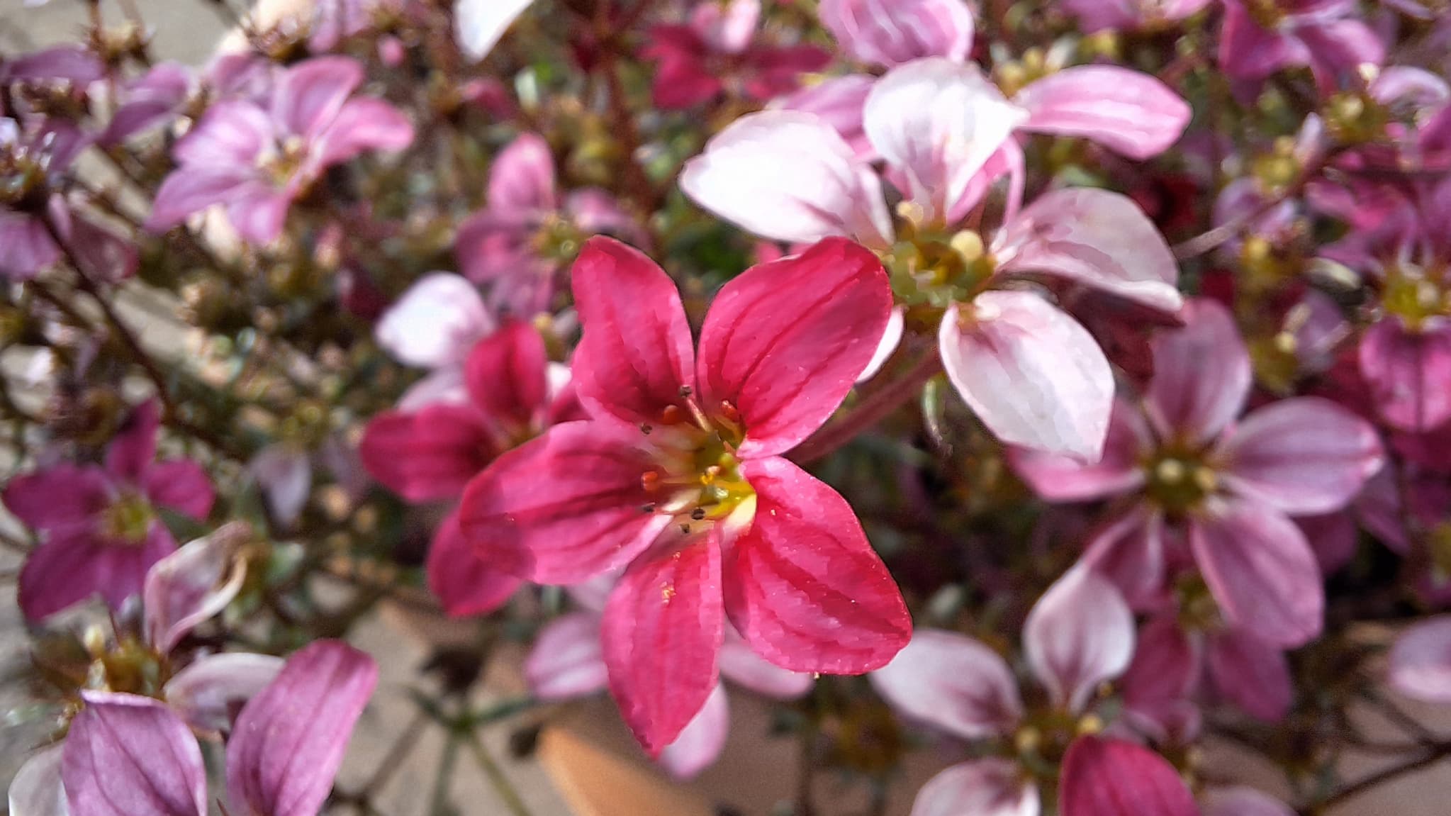 Le mode Macro du Samsung Galaxy A54 5G