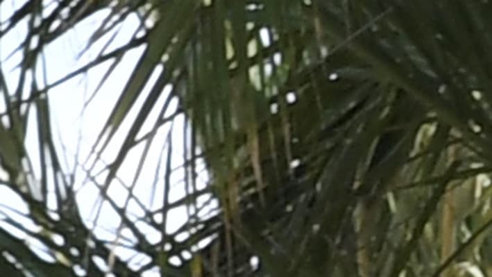 Le poids lourd ayant pénétré sur la promenade des Anglais à Nice dans la nuit du 13 au 14 juillet. Le poids lourd ayant pénétré sur la promenade des Anglais à Nice dans la nuit du 13 au 14 juillet.