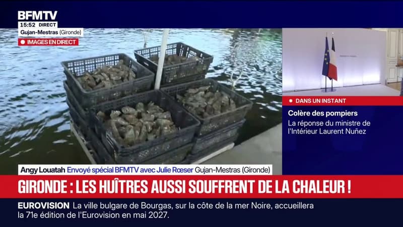 Gironde: les huîtres souffrent de la chaleur sur le bassin d'Arcachon