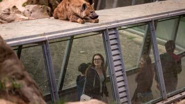 Une hyène au zoo de Thoiry
