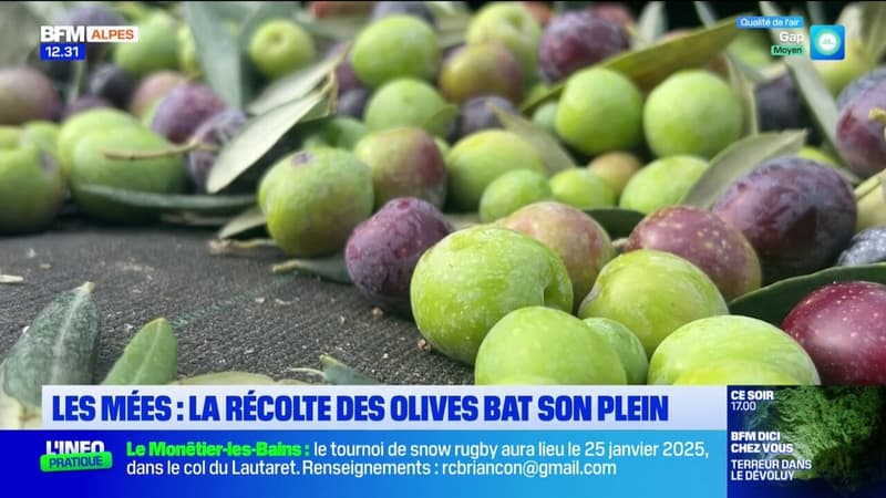 Alpes-de-Haute-Provence: aux Mées, la récolte des olives bat son plein