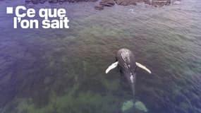 Ce que l'on sait sur la baleine échouée au large de Réville (Manche) le dimanche 10 novembre 2024.
