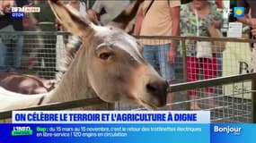 Le terroir et l'agriculture locale en fête ce jeudi à Digne-les-Bains
