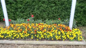 Fleurs de la Commune de Criquiers (Normandie)