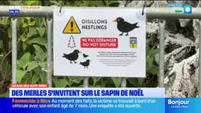 Beaulieu-sur-Mer : des merles s'invitent sur le sapin de Noël