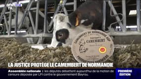 "Fabriqué en Normandie": seuls les camemberts AOP pourront faire référence à la région sur leurs boîtes