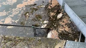 Plus d'une tonne de poissons morts repêchés dans le canal du Loing en Seine-et-Marne