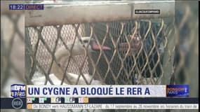 Maisons-Laffitte: un cygne bloque le RER A 