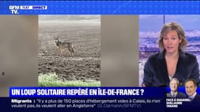 Un loup solitaire a-t-il vraiment été repéré en Île-de-France ? BFMTV répond à vos questions