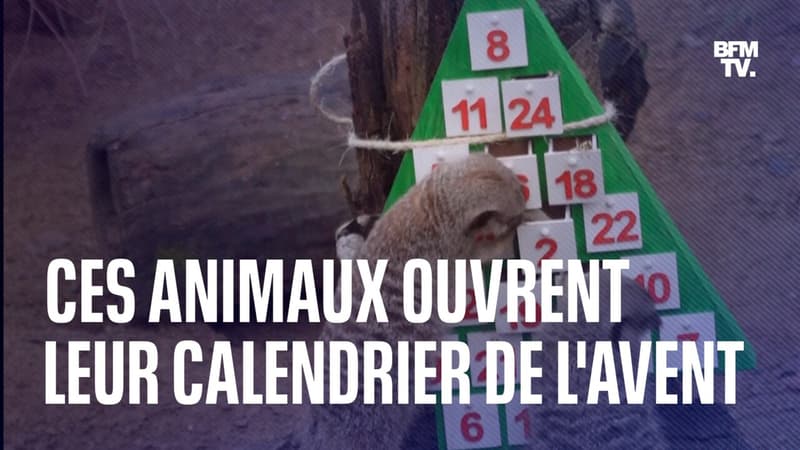 Ces animaux du zoo de Londres ouvrent leur calendrier de l'Avent