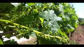 Les vins de Bordeaux menacés par le réchauffement climatique 