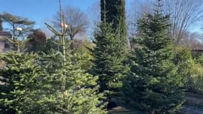 Alpes-Maritimes: où déposer son sapin après Noël?