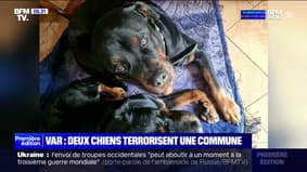 Var: un an après l'attaque d'un joggeur, ces deux chiens sont de retour chez leurs propriétaires et terrorisent une commune