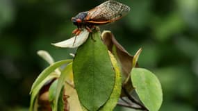 Une cigale périodique le 25 mai 2021 à Takoma Park, dans le Maryland