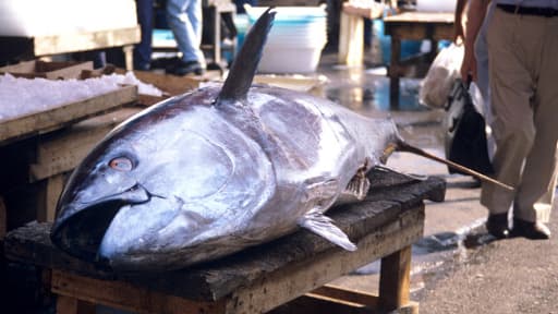 Plus de 50.000 tonnes de thon par an étaient pêchés dans les années 90.