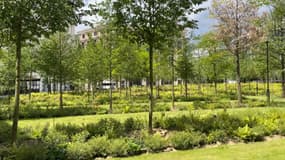 La place de Catalogne, en juin 2024, transformée en "forêt urbaine".