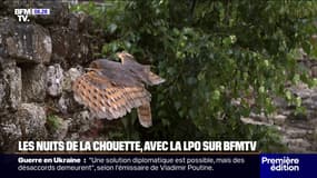 Plongez dans l'intimité des chouettes effraie des clochers avec la Ligue pour la protection des oiseaux