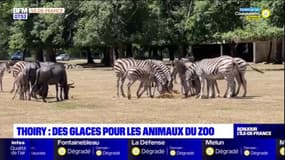 Yvelines: des glaces pour les animaux du zoo de Thoiry