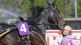 Vivid Wise As est dans son jardin sur l'hippodrome de Cagnes-sur-Mer