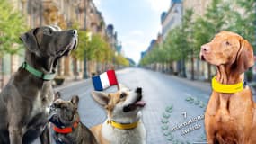 Tech Hebdo #36 : le premier collier connecté pour chiens d'Invoxia