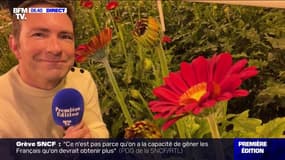 Saint-Valentin: quelles fleurs de saison offrir?