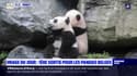 Première sortie pour les deux bébés pandas du zoo belge de Pairi Daiza