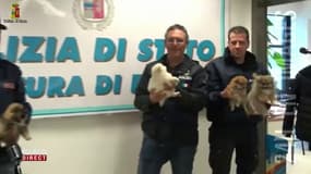 Italie: la police de Ragusa a enquêté pour retrouver des chiots volés