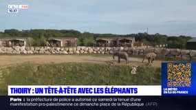 Yvelines: se réveiller au milieu des éléphants au Zoo de Thoiry