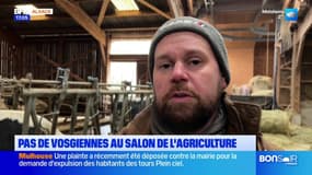 Salon de l'Agriculture: les vaches vosgiennes seront absentes