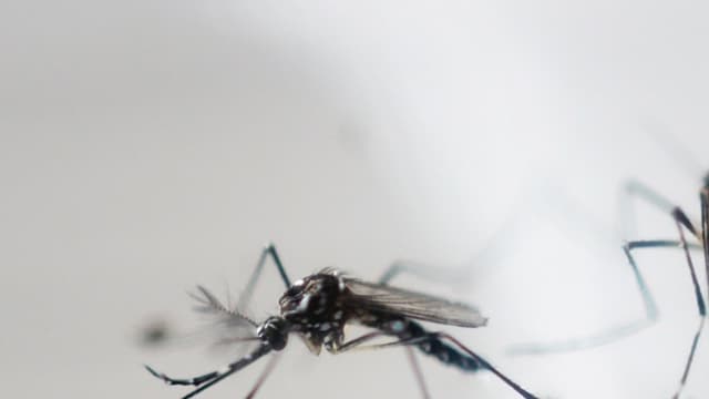 Texas Un Bebe Est Mort Du Virus Zika