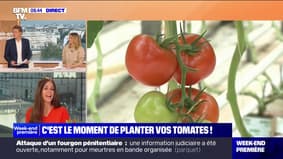 C'est le moment de planter vos tomates ! - 25/05