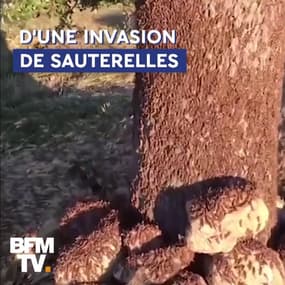 En Sardaigne, 2000 hectares de champs détruits par... des sauterelles