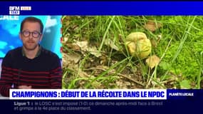 Planète Locale du lundi 23 octobre - Champignons : début de la récolte dans le NPDC