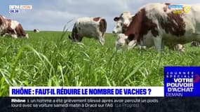 Rhône: pour les éleveurs, il "n'est pas envisageable" de réduire le nombre de vaches