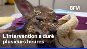 Un jeune coyote secouru après s'être enfoncé des centaines d'épines de cactus