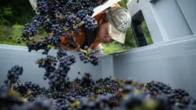 Un saisonnier vide son panier de raisin dans une caisse lors des vendanges au Domaine Sermier, le 10 septembre 2024 à Brery, dans le Jura