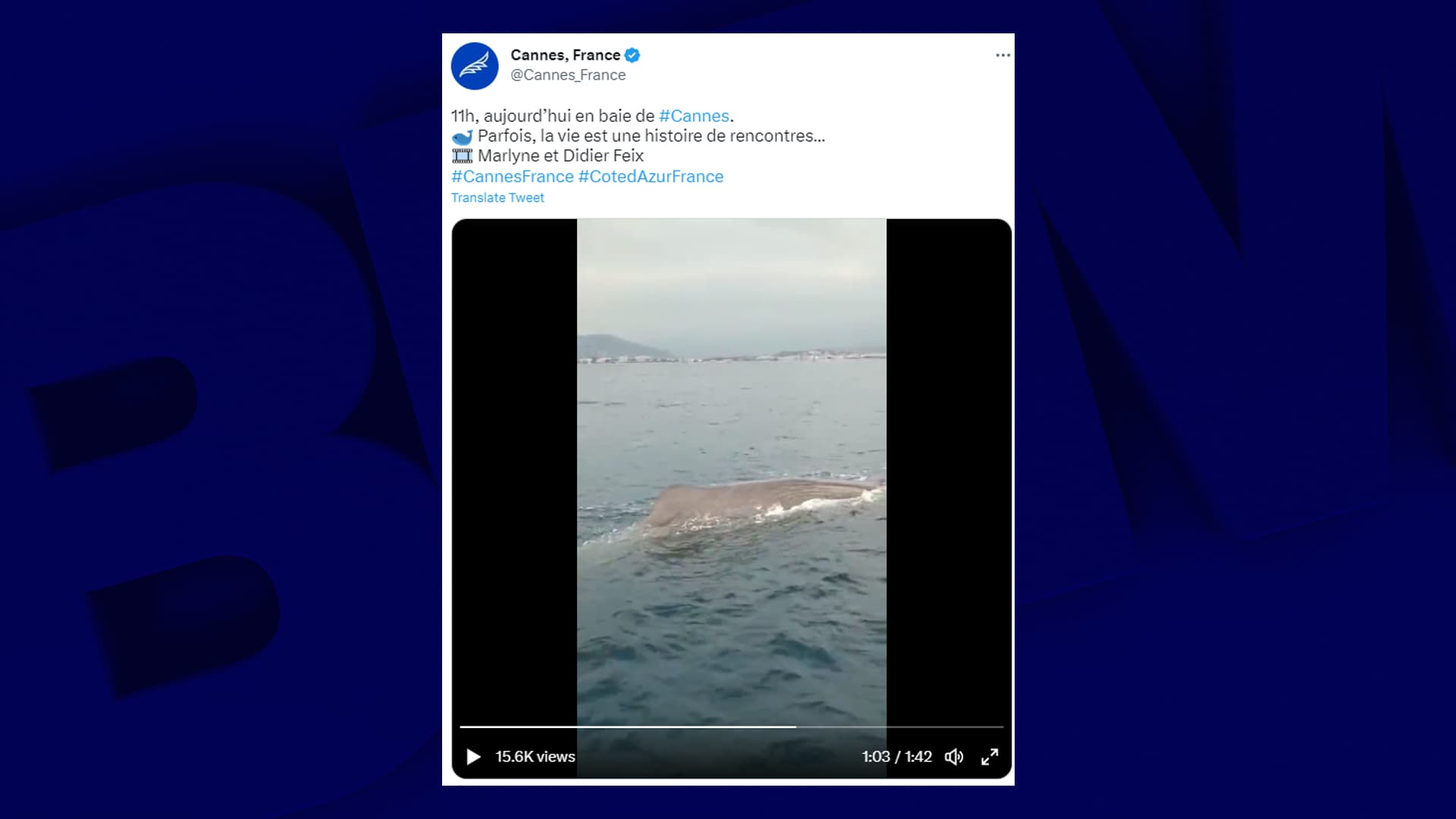 a cetacean spotted in the bay of Cannes