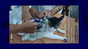 Capture d'écran Facebook du ministère de la Justice du Costa Rica. Le chat porté sur lui deux paquets de drogue ficelés avec soin. Il a pu être sauvé par la suite et pris en charge par le Service national de la santé animale.